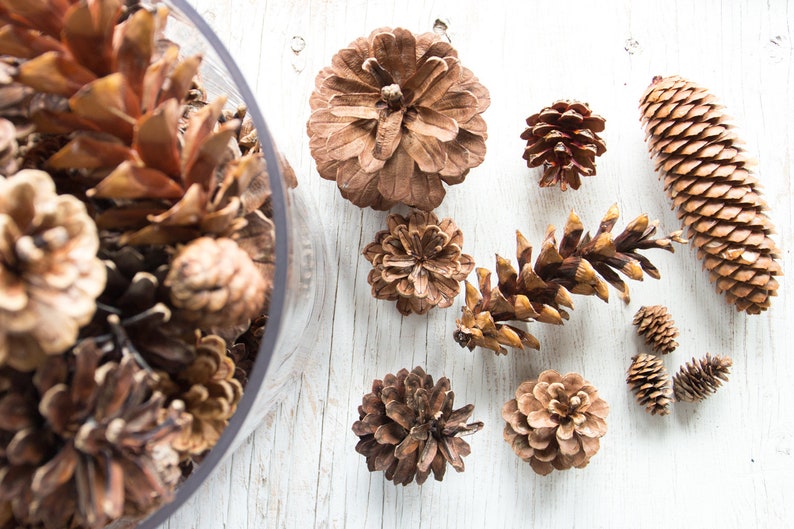 Assorted Pine Cones 100, bulk, natural/untreated, sanitized Ontario, Canada pinecones/ Crafting, Wreaths, Rustic Wedding, Christmas crafts image 4