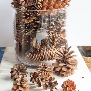 Assorted Pine Cones 100, bulk, natural/untreated, sanitized Ontario, Canada pinecones/ Crafting, Wreaths, Rustic Wedding, Christmas crafts image 1