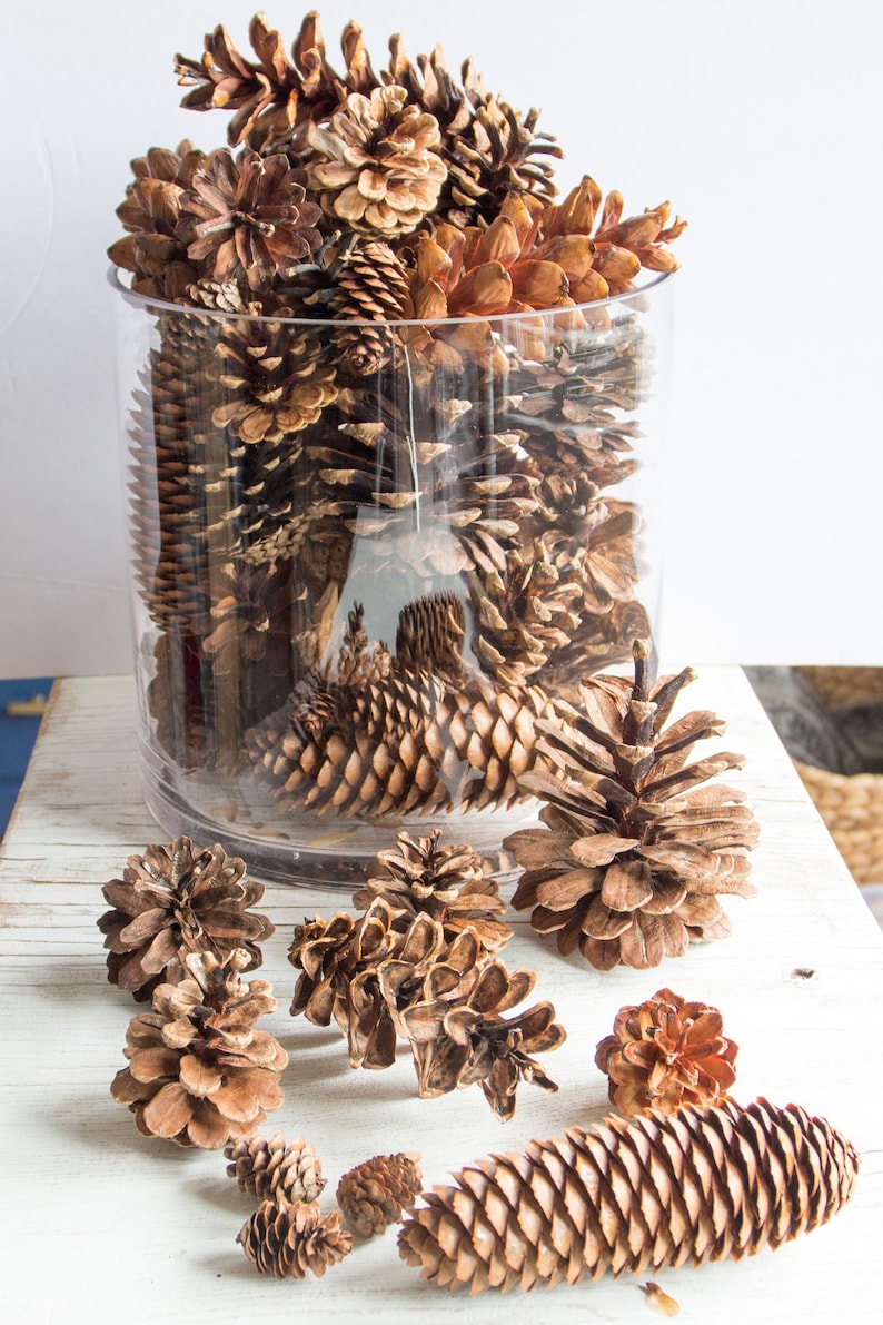 Assorted Pine Cones 100, bulk, natural/untreated, sanitized Ontario, Canada pinecones/ Crafting, Wreaths, Rustic Wedding, Christmas crafts image 1
