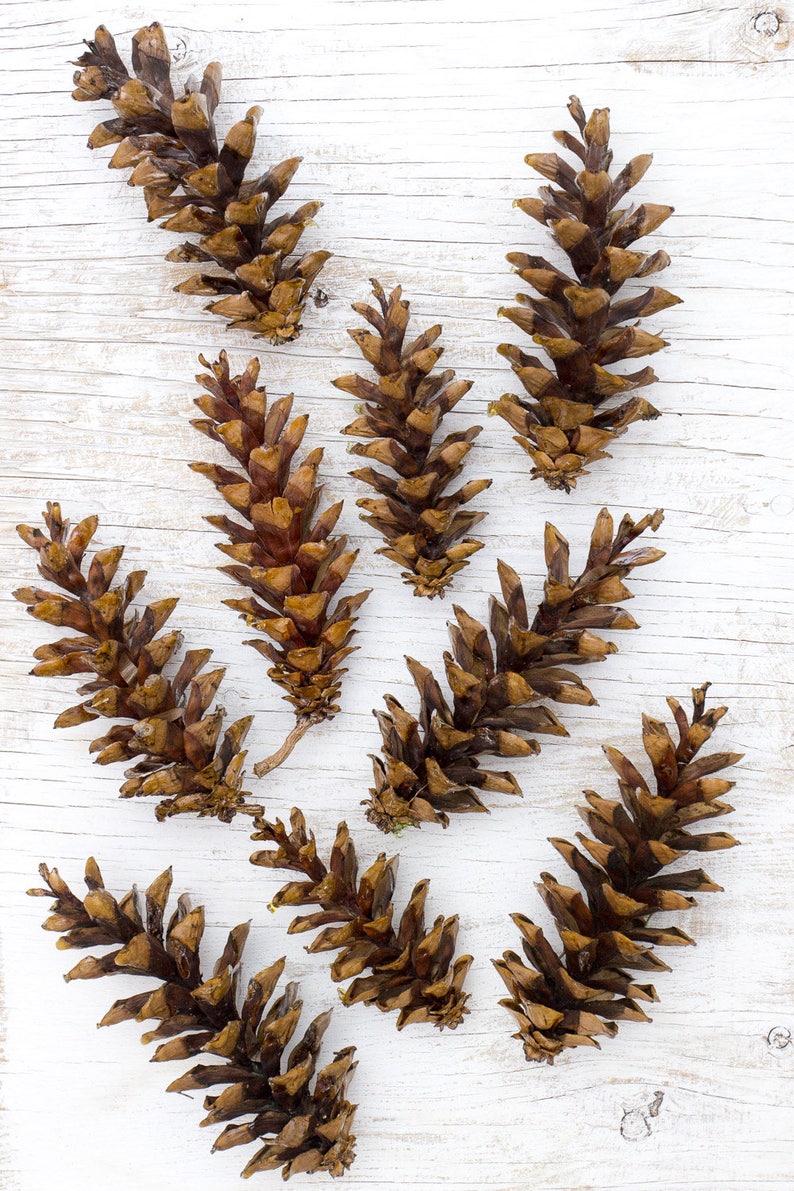 Eastern White Pine Cones 50 large bulk natural/ Etsy