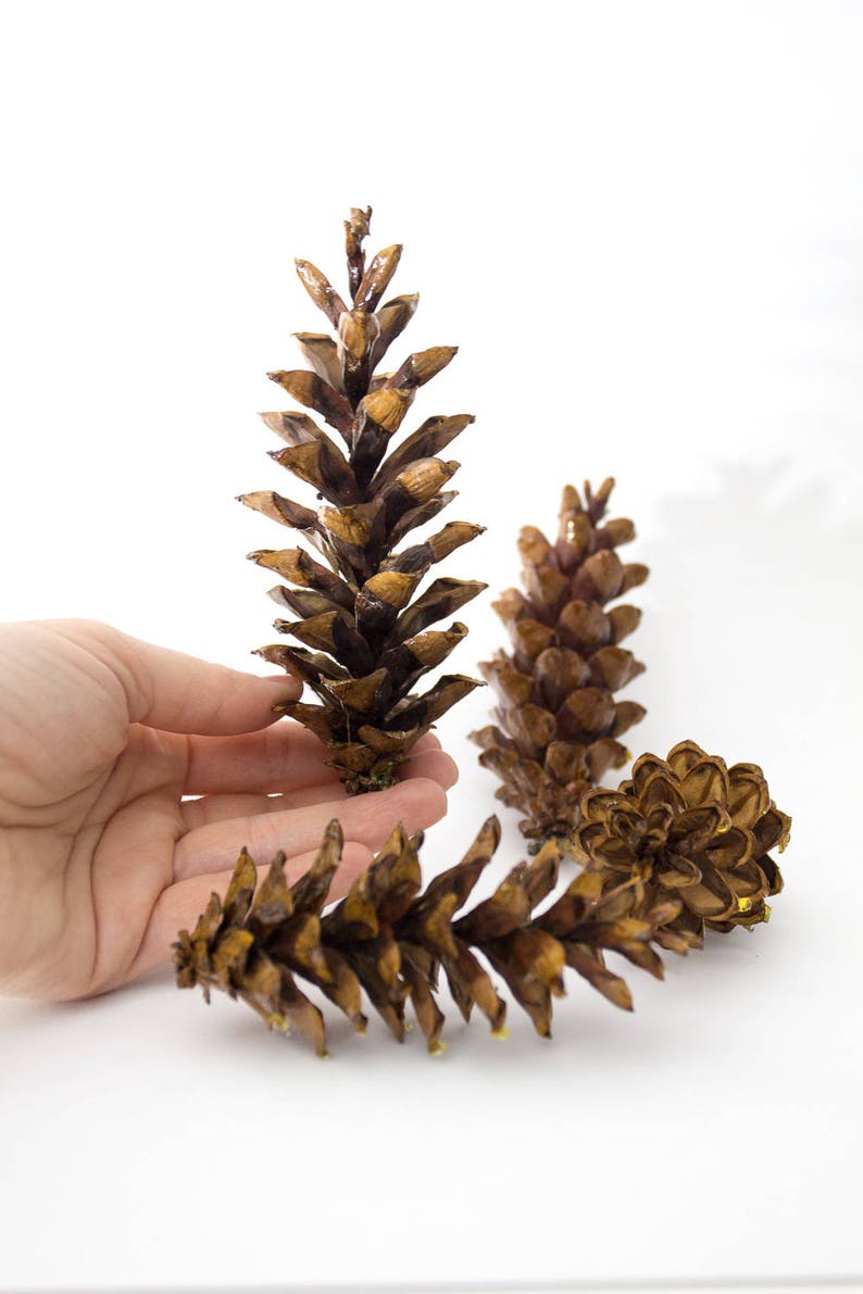 Eastern White Pine Cones 75, large, bulk, natural/ untreated, sanitized Ontario, Canada pinecones/ Crafting, Wreaths, Rustic Wedding image 5