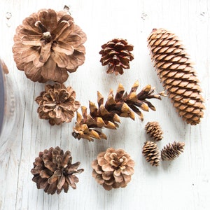 Assorted Pine Cones 100, bulk, natural/untreated, sanitized Ontario, Canada pinecones/ Crafting, Wreaths, Rustic Wedding, Christmas crafts image 3