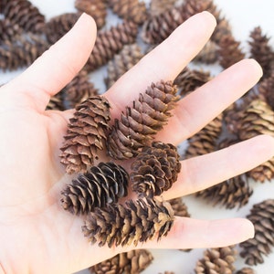 Adorable Miniature Pine Cones (300) - Untreated - Ontario Canada - Crafting, Wreaths, Home Decor, Rustic Wedding Decor - Small Pinecones B