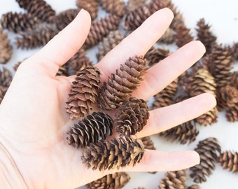 Adorable Miniature Pine Cones (300) - Untreated - Ontario Canada - Crafting, Wreaths, Home Decor, Rustic Wedding Decor - Small Pinecones B
