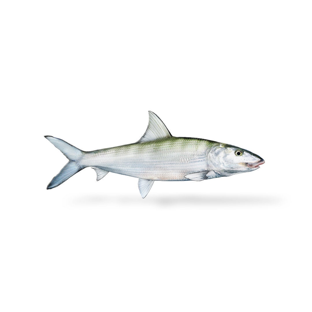 Bonefish, Bonefish Decal, Bonefish Sticker - Etsy