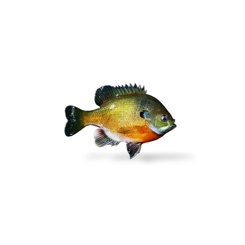 Bluegill, Bluegill Decal, Bluegill Sticker, Panfish image 2