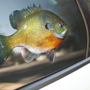 Bluegill, Bluegill Decal, Bluegill Sticker, Panfish image 1