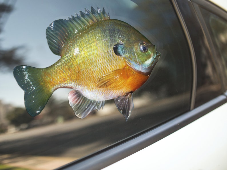 Bluegill, Bluegill Decal, Bluegill Sticker, Panfish image 1