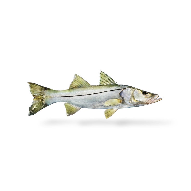 for mac download Old Snook for mac download Old Snook