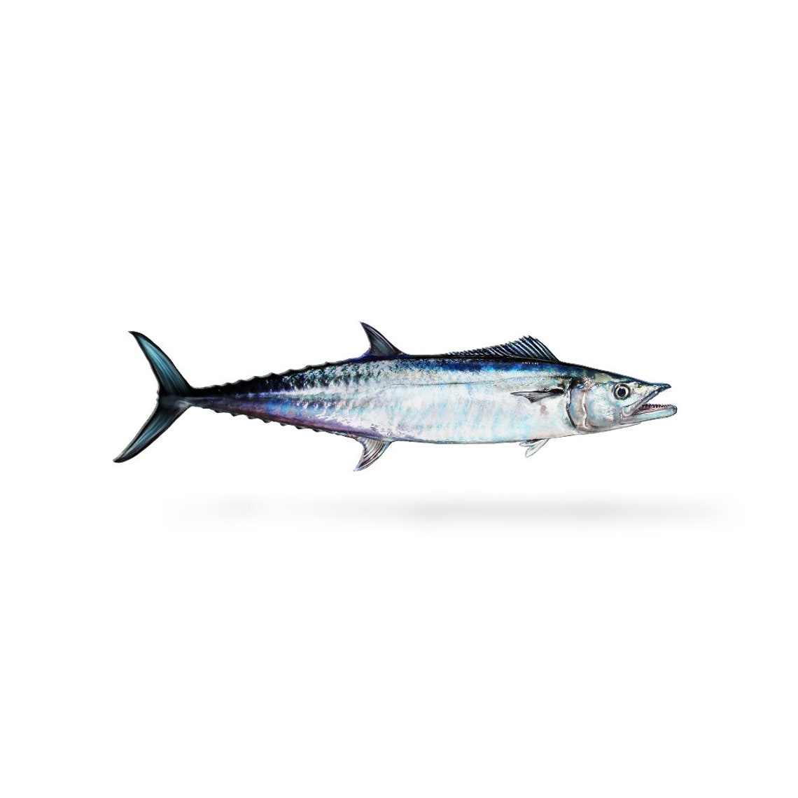King Mackerel King Mackerel Decal Mackerel Mackerel Decal Etsy