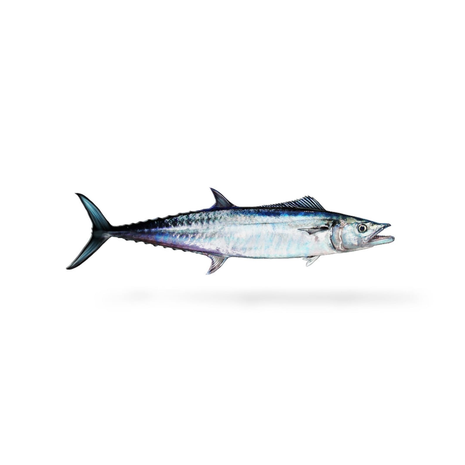 King Mackerel King Mackerel Decal Mackerel Mackerel Decal Etsy