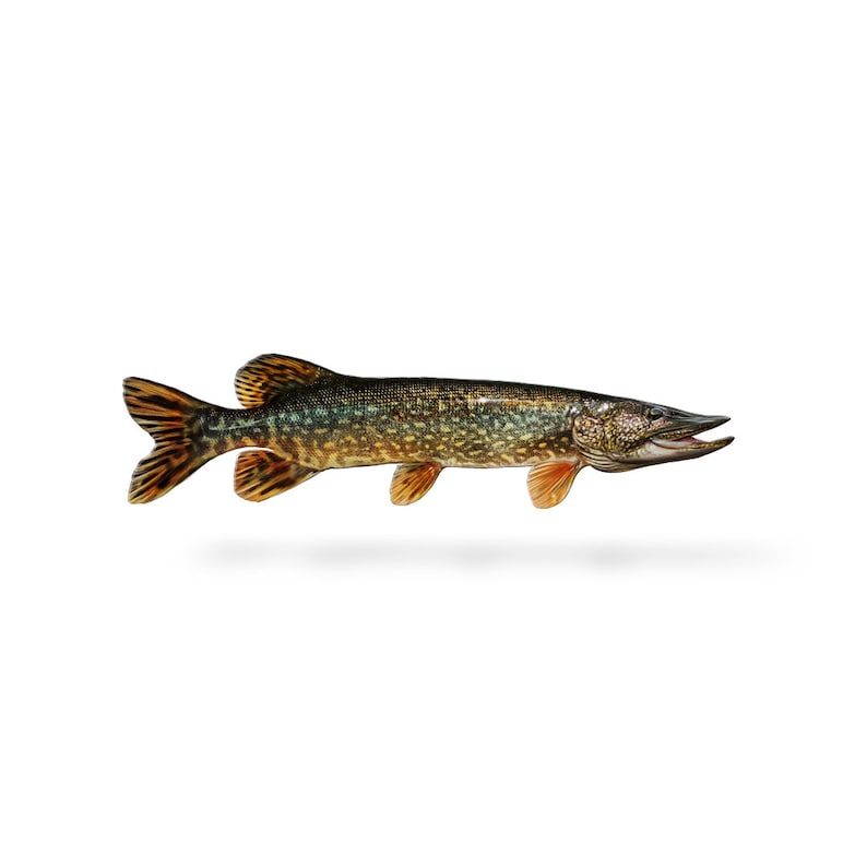 Northern Pike decal