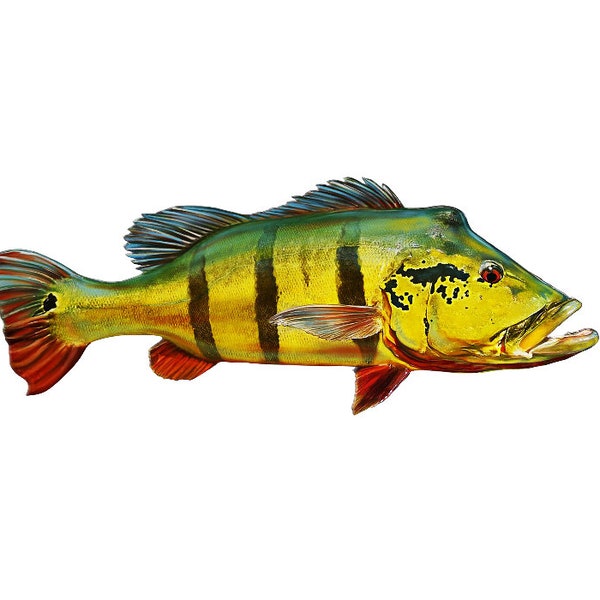 Peacock Bass, Peacock Bass Decal, Peacock Bass Sticker