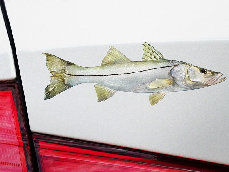 Old Snook free downloads Old Snook free downloads