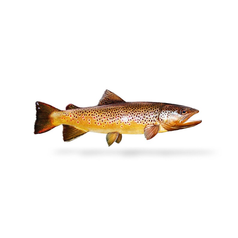 Brown Trout Brown Trout Decal Brown Trout Sticker Etsy
