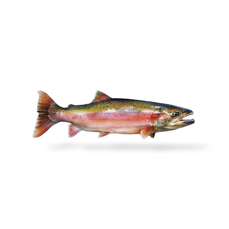 Steelhead, Steelhead Decal, Steelhead Sticker image 1