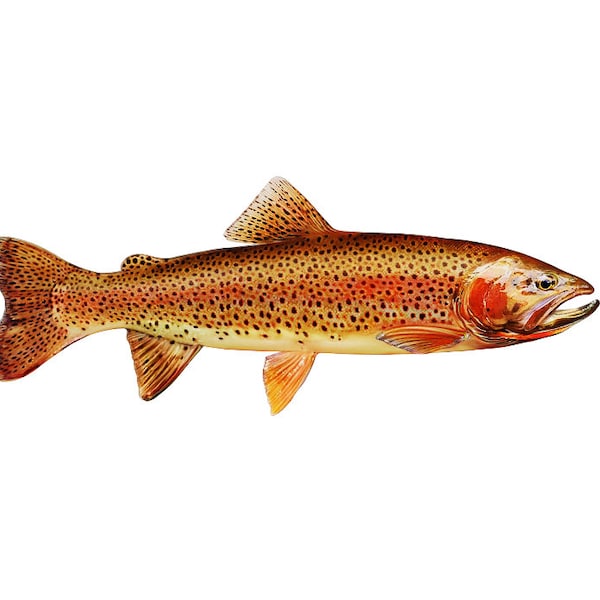 Cutthroat Trout, Cutthroat Trout Decal, Trout, Trout Decal, Cutthroat Trout Sticker