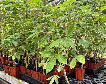 TOGO CASSAVA