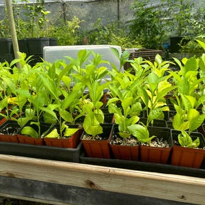 May include: A close-up of a tray of small green plants in black plastic pots. The plants are arranged in rows and are all about the same size. The plants are growing in a greenhouse setting.