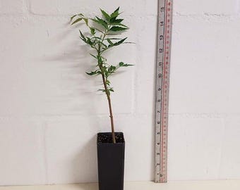 Neem Seedling