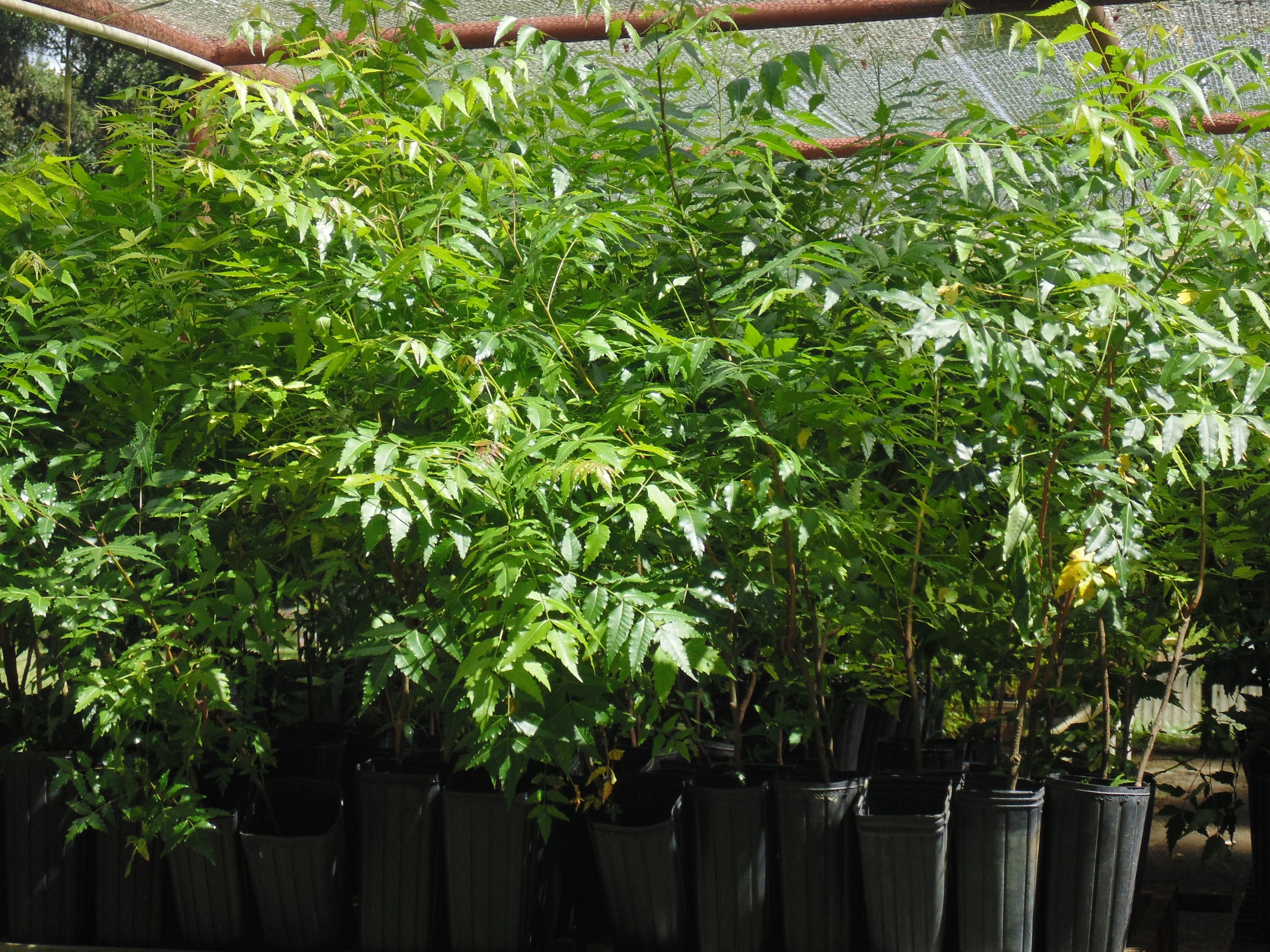 Two Year Old Neem Tree Etsy