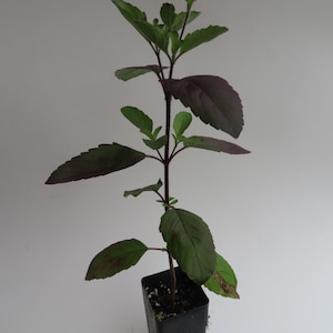 Krishna Tulsi (Holy Basil)