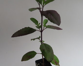 Krishna Tulsi (Holy Basil)