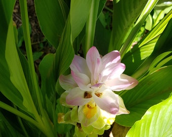 Turmeric Plant