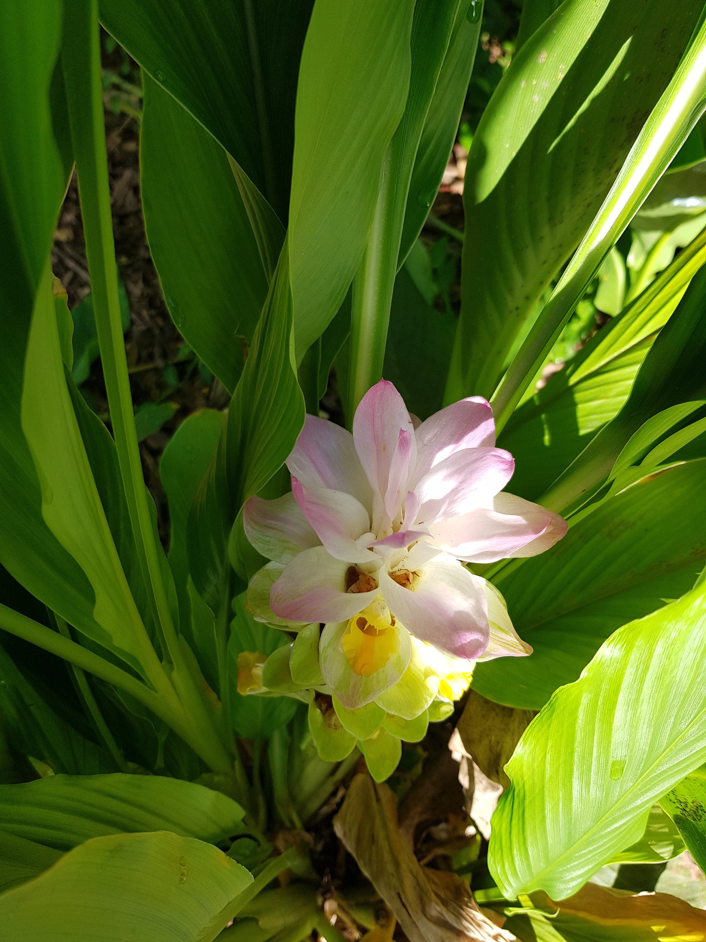 Turmeric Plant