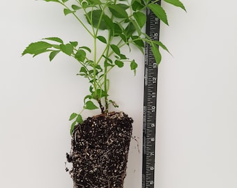 Árbol de saúco (¡BOGO!) Compre un árbol y reciba un esqueje gratis