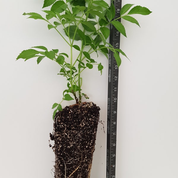 Elderberry Tree (BOGO!) Buy A Tree, Get A Free Cutting