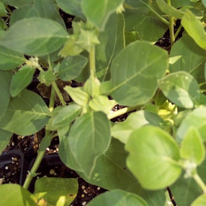 Puede incluir: Primer plano de una planta verde de hojas con varios tallos y hojas. La planta est&aacute; creciendo en una maceta y tiene un aspecto natural y org&aacute;nico.