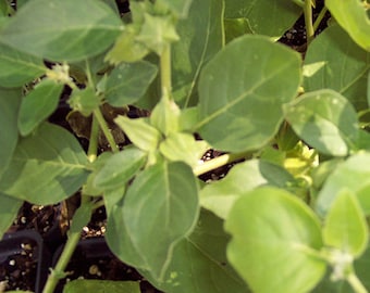 Ashwagandha