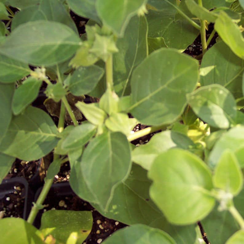 Puede incluir: Primer plano de una planta verde de hojas con varios tallos y hojas. La planta est&aacute; creciendo en una maceta y tiene un aspecto natural y org&aacute;nico.