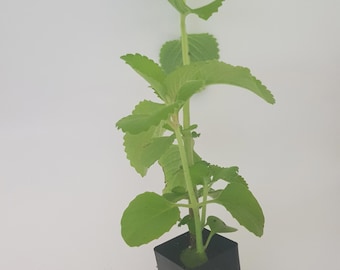 Orégano cubano/borraja india (Coleus amboinicus)