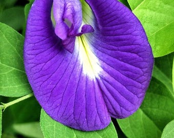 Blue Butterfly Pea Flower Vine Aparajita