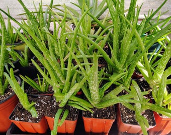 Aloe Barbadensis Aloe Vera 'Miller'