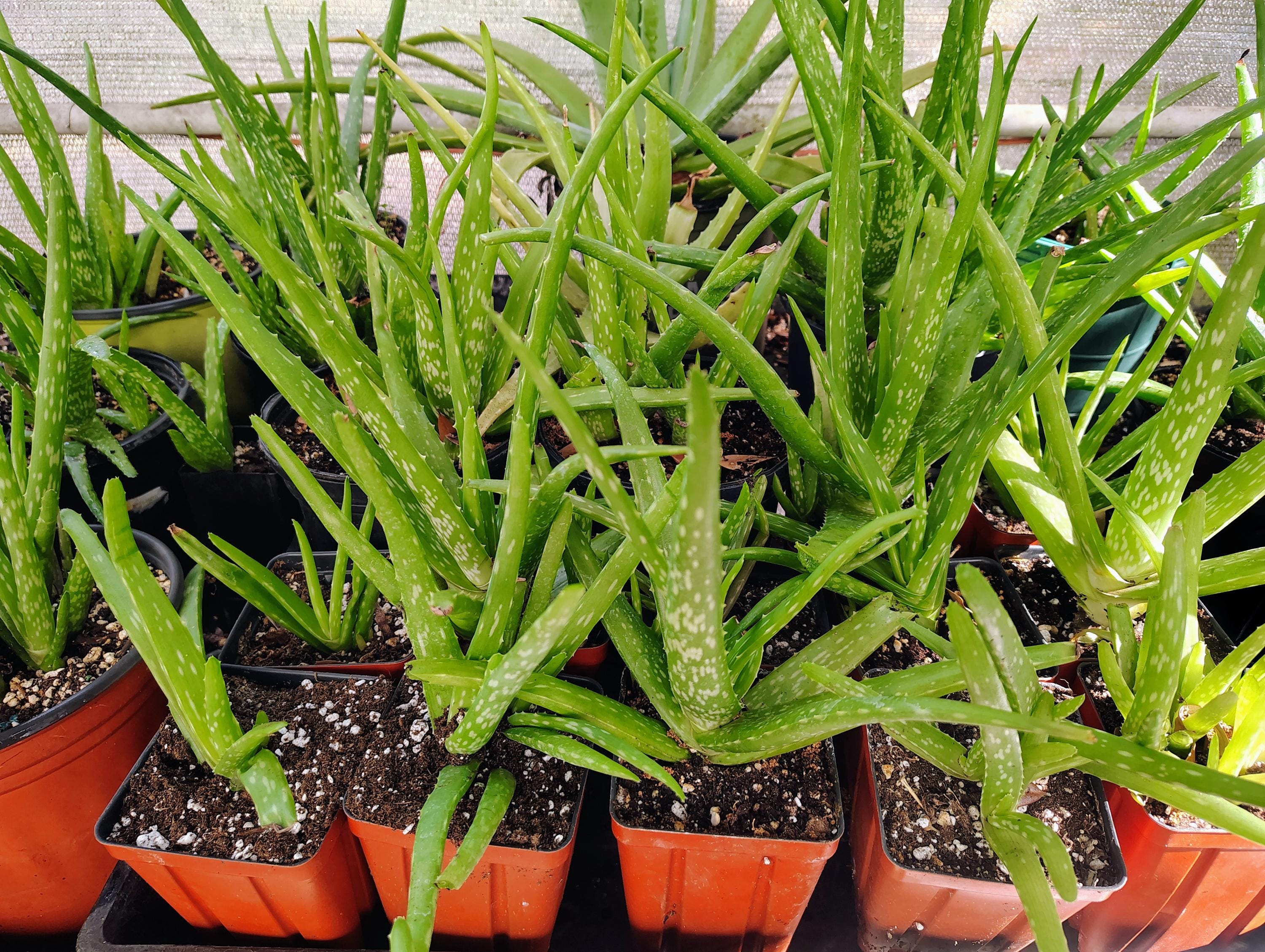 Aloe Barbadensis Aloe Vera 'miller' - Etsy