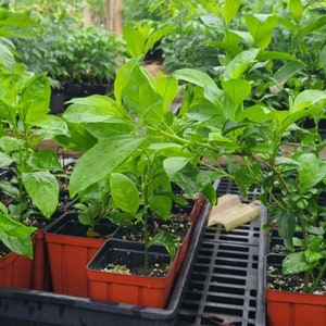 May include: Close-up of a group of small green plants in red plastic pots. The plants are growing in a greenhouse setting.