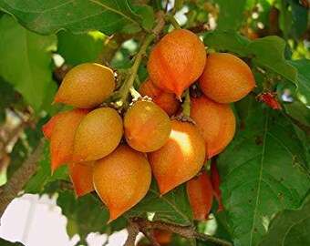 Large Peanut Butter Fruit Tree