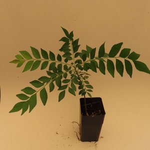 Curry leaf neem