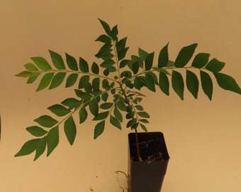 Curry leaf neem