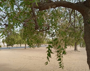 Fresh Neem Seeds Shipped from Florida