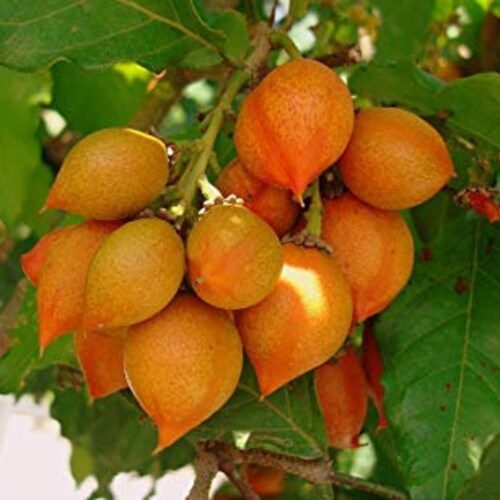 Peanut Butter Fruit Bunchosia Armeniaca Potted Tree Plant Etsy