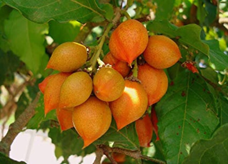 Peanut Butter Fruit Tree Etsy