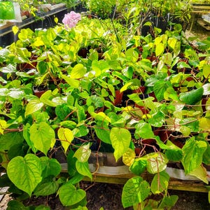 Betel Leaf Plant - Etsy
