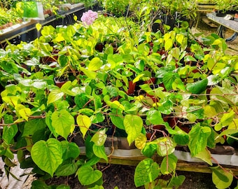 Planta de hoja de betel, Paan