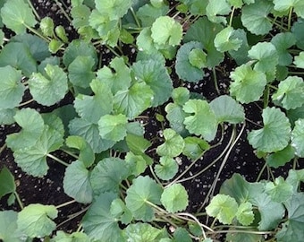Brahmi -- gotu-kola (Centella asiatica)