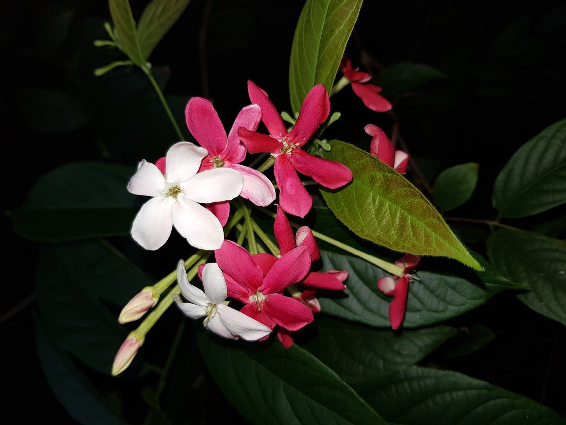 rangoon creeper double Creeper rangoon quisqualis flower hybrid double thai toptropicals thailand plant indica plants sale garden gardens creepers shrubs flowers article tropical
