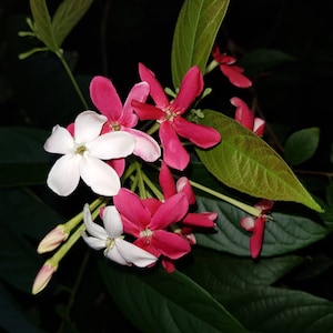 Rangoon Creeper, Large